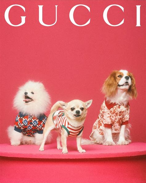 gucci pet 1op1|gucci pet collection.